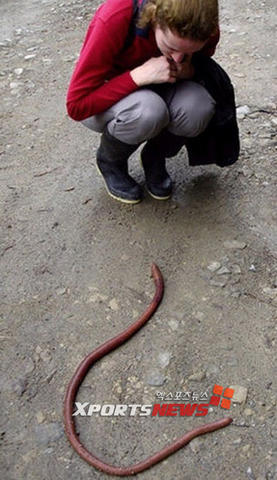 giant earthworm.jpg
